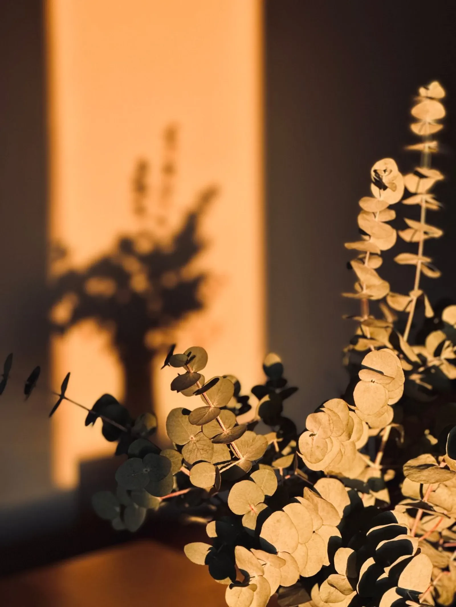 Eucalyptus in soft light